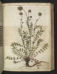 Sanguisorba minor, Gherardo Cibon "Paintings of Flora of the Roman States", Add MS 22333, f102r, n. 1564-84 (akvarelli ja guassi paperille)