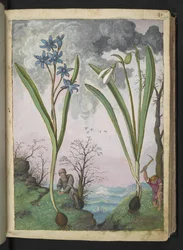 Scilla bifolia ja Galanthus nivalis, Gherardo Cibon teoksesta "Paintings of Flora of the Roman States", Add MS 22333, f035r, n. 1564-84 (akvarelli ja guassi paperille)