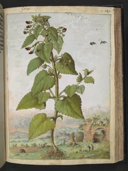 Scrophularia peregrina, Gherardo Cibon teoksesta "Paintings of Flora of the Roman States", Lisää MS 22333, f133r, n. 1564-84 (akvarelli ja guassi paperille)