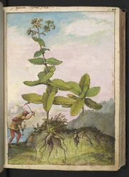 Sedum telephium, Gherardo Cibon teoksesta "Paintings of Flora of the Roman States", Lisää MS 22333, f043r, n. 1564-84 (akvarelli ja guassi paperille)