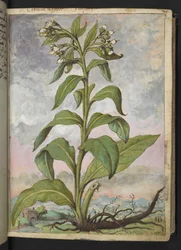 Symphytum officinale (Comfrey), Gherardo Cibon teoksesta Paintings of Flora of the Roman States, Add MS 22333, f029r, c.1564-84 (akvarelli ja guassi paperille)