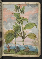Symphytum tuberosum, Gherardo Cibon teoksesta "Paintings of Flora of the Roman States", Lisää MS 22333, f030r, n. 1564-84 (akvarelli ja guassi paperille)