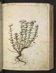 Teucrium montanum, Gherardo Cibon teoksesta "Paintings of Flora of the Roman States", Add MS 22333, f068r, n. 1564-84 (akvarelli ja guassi paperille)