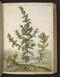 Teucrium scordium, Gherardo Cibon teoksesta "Paintings of Flora of the Roman States", Add MS 22333, f105r, n. 1564-84 (akvarelli ja guassi paperille)