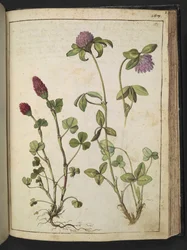 Trifolium incarnatum & Trifolium pratens, Gherardo Cibon teoksesta "Paintings of Flora of the Roman States", Lisää MS 22333, f151r, n. 1564-84 (akvarelli ja guassi paperille)