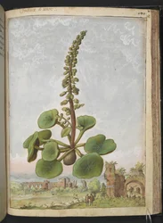 Umbilicus rupestris (Navelwort): Syötävä kukkiva kasvi, Gherardo Cibon teoksesta Paintings of Flora of the Roman States, Add MS 22333, f162r, n. 1564-84 (akvarelli ja guassi paperille)