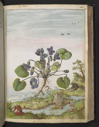 Viola odorata, Gherardo Cibon "Paintings of Flora of the Roman States", Add MS 22333, f104r, c.1564-84 (akvarelli & guassi paperille)