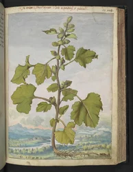 Xanthium strumarium, Gherardo Cibon "Paintings of Flora of the Flora of the Roman States", Add MS 22333, f110r, n. 1564-84 (akvarelli ja guassi paperille)