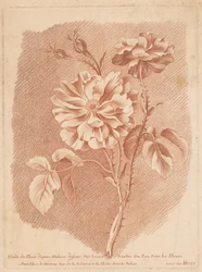 Bloemen Tutkimus Flower after Nature, jonka on piirtänyt tessier Painter of Roy For Flowers (otsikko esineessä)