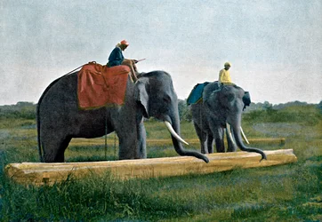 Elefantit siirtävät tukkia, Ceylon, c1890