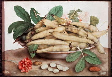 Giovanna Garzonin (1600-1670) asetelma papulevymaalauksella 1600-luvun Firenze. Palazzo Pitti.