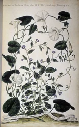 Kasvitieteellinen lauta: Sideruohon lajikkeet. Convolvulus-lajikkeet (Convolvulus Indicus valkoinen kasvisto; Convolvulus Siculus). Giovanni Battista Morandi, Maalattu kasvitieteellinen puutarha tai kasvikokoelma..., osa I