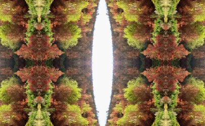 Unnatural 81 (digitaalisesti manipuloitu valokuva)
