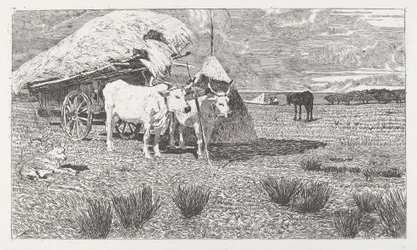 Kärryjen eteen valjastetut härät (Maremma)