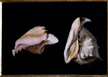 Two Shells (Asetelma simpukoilla) Filippo Napoletanon (1587-1629) maalaus 1618 Koko 39x56 cm Firenze, palazzo Pitti