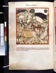 Ububchasym de Baldachin Theatrum sanitatis: "Animalia Castrata", 1300-luvun ensimmäinen vuosikymmen (pienoiskuva).