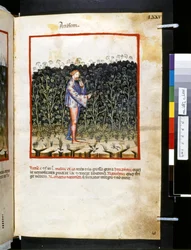 Ububchasym de Baldachin Theatrum sanitatis: "Anisum", 1300-luvun ensimmäinen vuosikymmen (pienoiskuva).