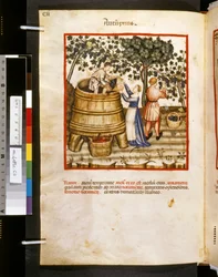 Ububchasym de Baldachin Theatrum sanitatis: "Autupnus", 1300-luvun ensimmäinen vuosikymmen (pienoiskuva).