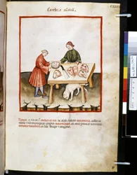 Ububchasym de Baldachin Theatrum sanitatis: Cerebra Animalium", 1300-luvun ensimmäinen vuosikymmen (pienoiskuva).