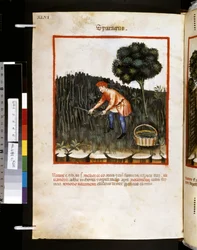 Ububchasym de Baldachin Theatrum sanitatis: "Sparagus", 1300-luvun ensimmäinen vuosikymmen (pienoiskuva).