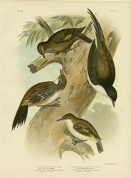 Mustapyrstöpuukiipijä, 1891