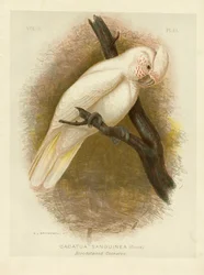 Veren tahrima kakadu, 1891