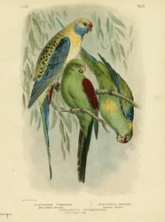 Blue-cheeked papukaija, 1891