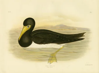 Brown Gannet, 1891