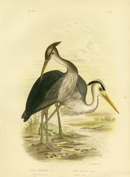 Harmahaikara tai harmaahaikara, 1891