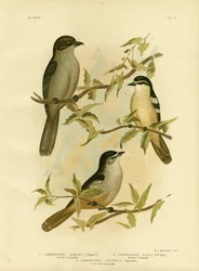 Jardines Campephaga tai Common Cicadabird, 1891