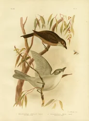 Pieni rästas, 1891