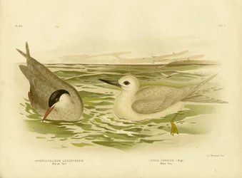 Suotiira, 1891
