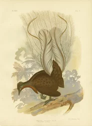 Prinssi Albertin Lyrebird, 1891