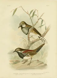 Täplärästas, 1891
