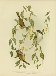 Valkokurkkuhunaja, 1891