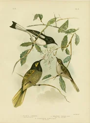 Keltanaamainen hunajakärki, 1891