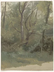 Metsänäkymä