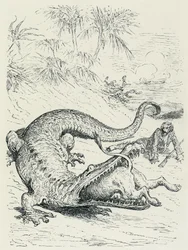 "Paroni Münchhausenin seikkailut" (Munchhausen): Leijonan jahtaama peloton Münchhausenin paroni joutuu valtavan krokotiilin tielle, joka syö leijonan. Kuvitus Gustave Doré 19. vuosisadan loppupuoli.
