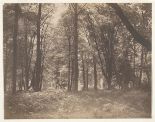La forêt de Fontainebleau (Fontainebleaun metsä)