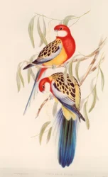 Buntsittich / Farblitho. v. J.Gould