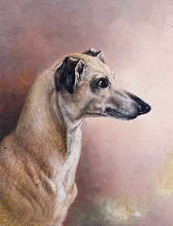 Pinuno ng isang Greyhound (panel)finn