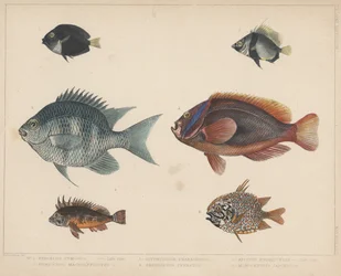 1. Etroplus Fumosus, 2. Heniochus Macrolepidotus, 3. Glyphisodon Smaragdinus, 4. Amphiprion Frenatus, 5. Apistus Rubrippinis, 6. Monocentris Japonicus
