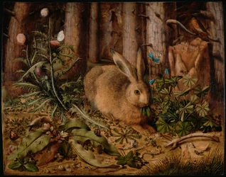 Jänis metsässä, noin 1585