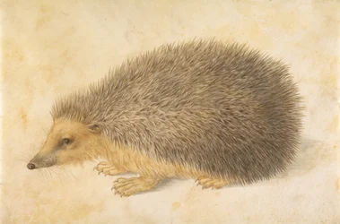 Siili Erinaceus roumanicus, ennen vuotta 1584.