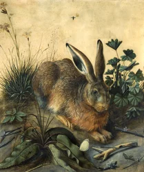 Hare