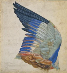 Sinisen rullan siipi, kopio Albrecht Durerin alkuperäisestä vuodelta 1512