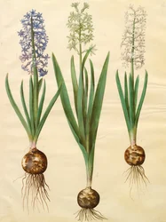 Hyacinthoides orientalis albumista Gottorfer Codex, noin 1650 (guassi pergamentille).