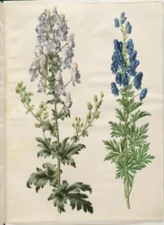 Kirjava akoniitti (broget myrskyhattu); Aconite napellus (ægte stormhat)
