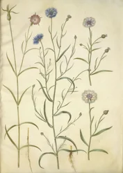 Agrostemma githago (ruusukki); Centaurea cyanus (ruiskaunokki)