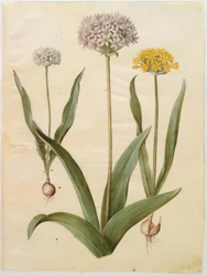 Allium moly (keltalaukka); Allium nigrum (mustalaukka)